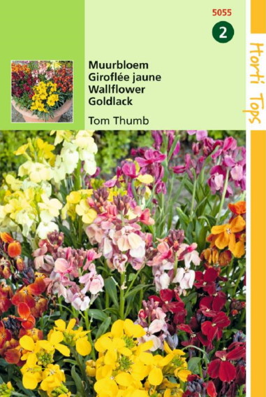 Muurbloem Tom Thumb (Erysimum cheiri) 350 zaden